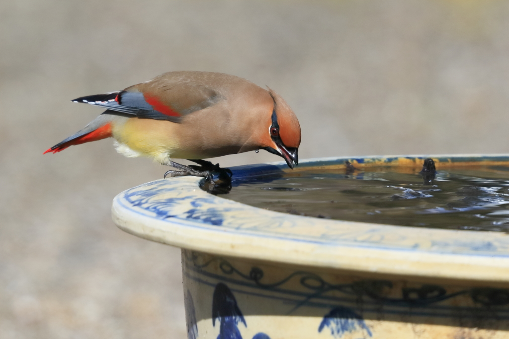 ヒレンジャク 4 20180206