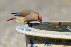 ヒレンジャク 4 20180206