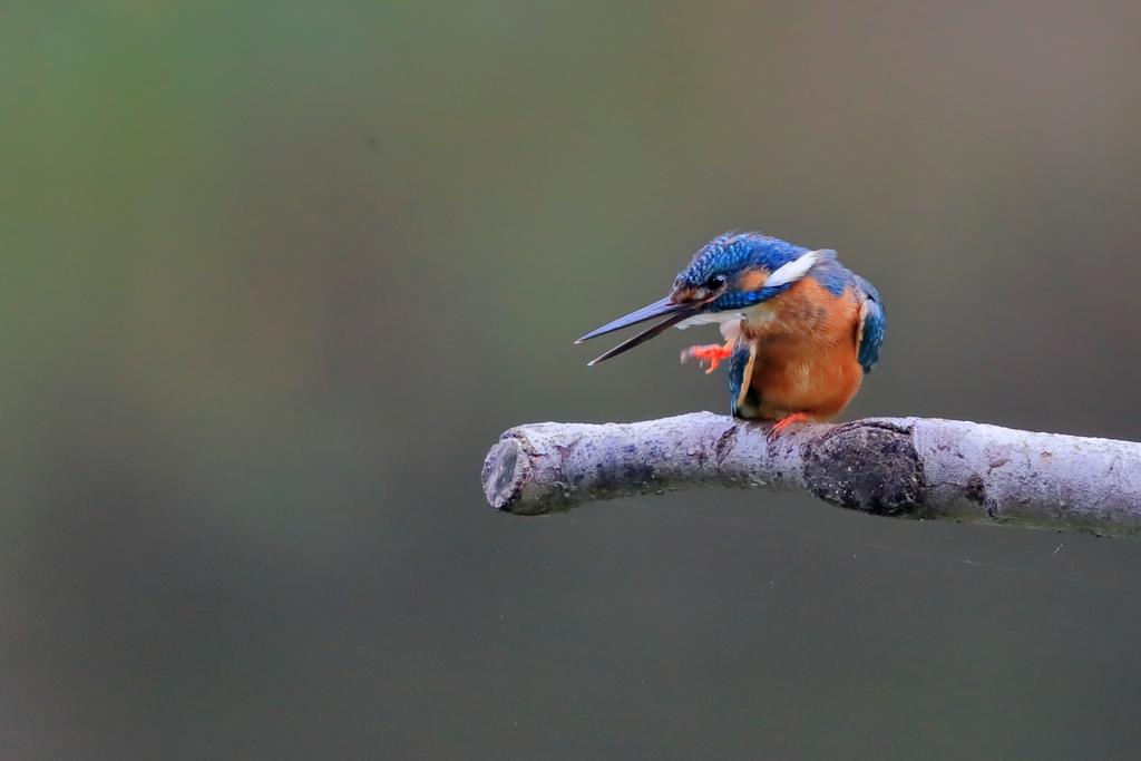 カワセミ - 1  20190717