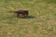 黒スズメ　20180403