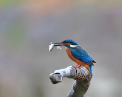 カワセミ - 3  20191219