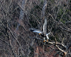 オオワシ - 1  20200122