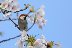 ニュウナイスズメ(雄) -2 20180329