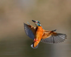 カワセミ - 2  20200212