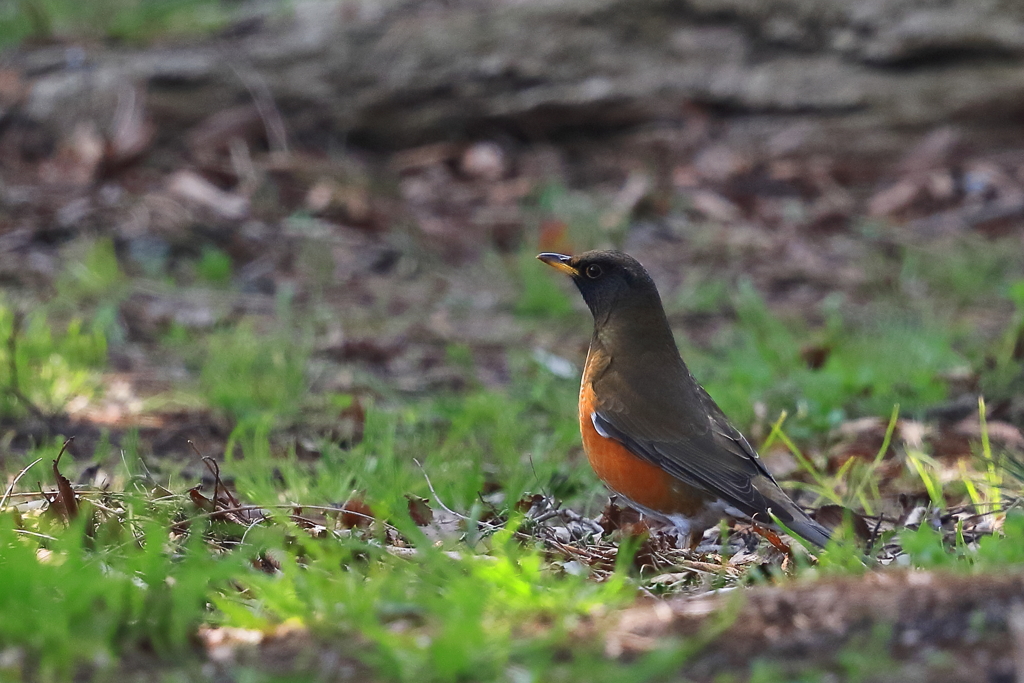 アカハラ　20180326 - 2