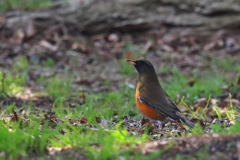 アカハラ　20180326 - 2