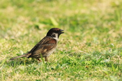 黒スズメ　20180402