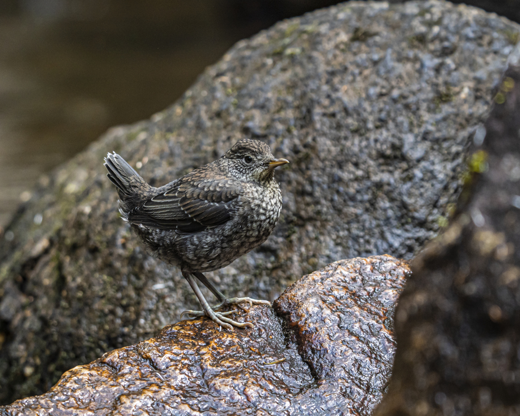 カワガラス　20210415