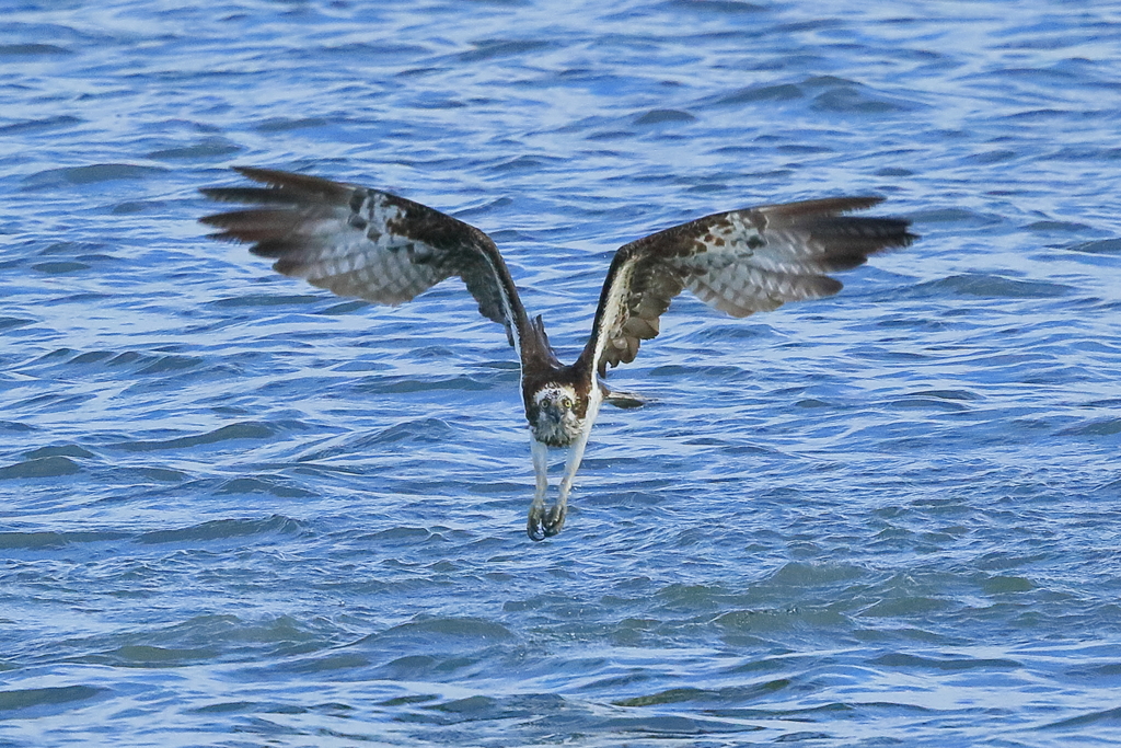 ミサゴ - 1   20181031