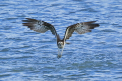 ミサゴ - 1 20181031