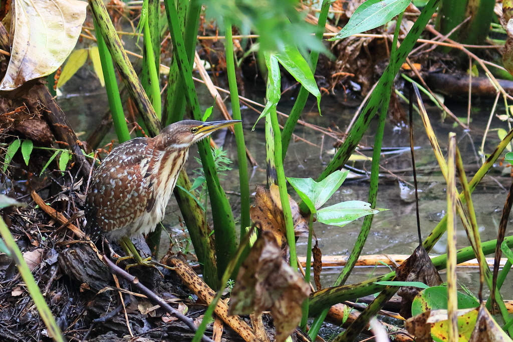 オオヨシゴイ　20171020
