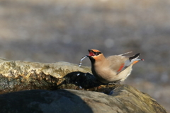 ヒレンジャク 2 20180208