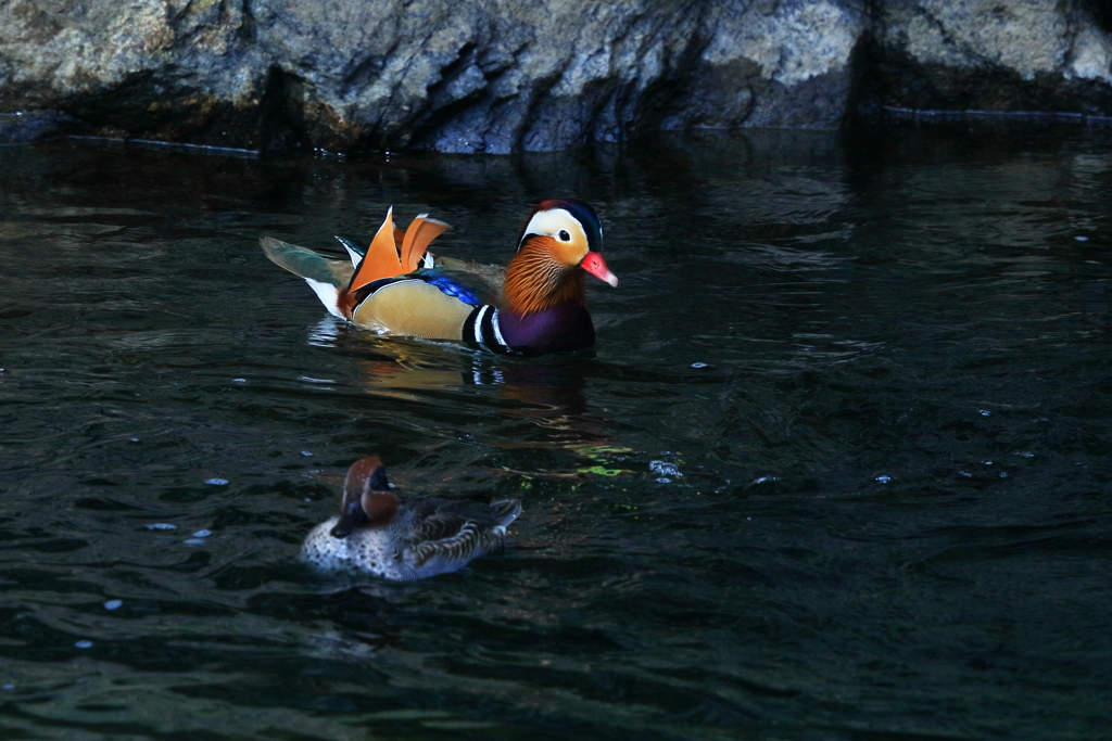 オシドリ　20171125