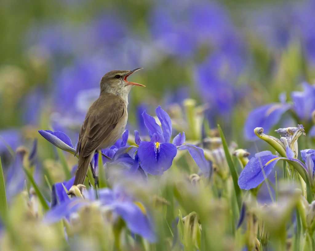 オオヨシキリ - 1　20200519