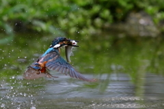 カワセミ　20190813