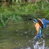 カワセミ　20170908