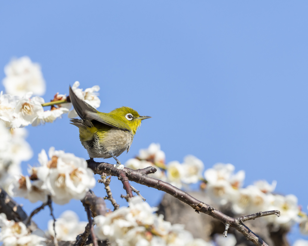 メジロ - 1  20200226