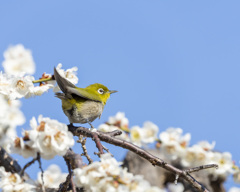 メジロ - 1  20200226