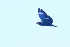 ブッポウソウ　20170620