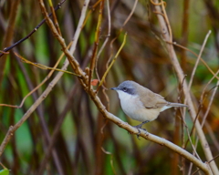 コノドジロムシクイ - 2  20191218
