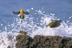 アオバト - 3 20190606