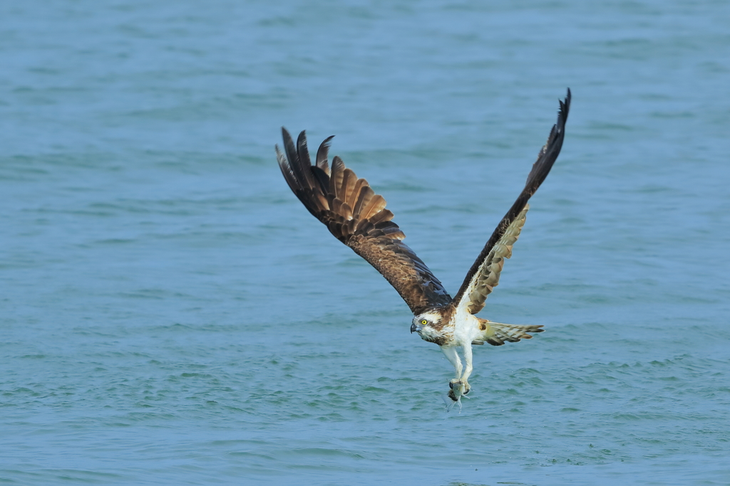 ミサゴ - 1 20181017