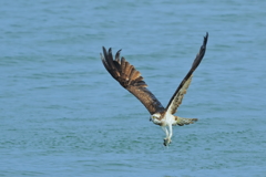 ミサゴ - 1 20181017