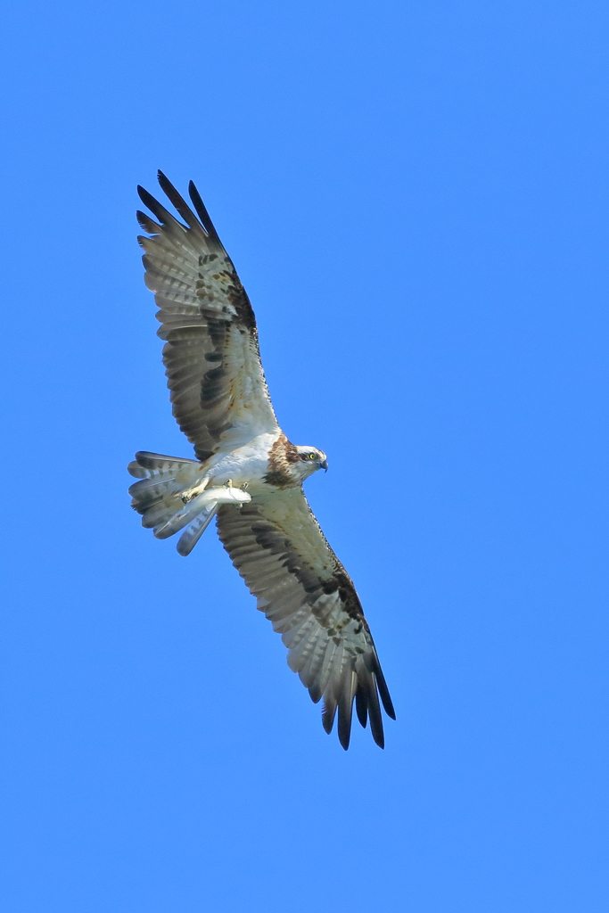 ミサゴ - 2  20181102