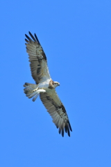 ミサゴ - 2 20181102