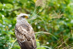 カンムリワシ - 5  20191112