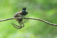 サンコウチョウ　20170622