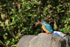 カワセミ　蔵出