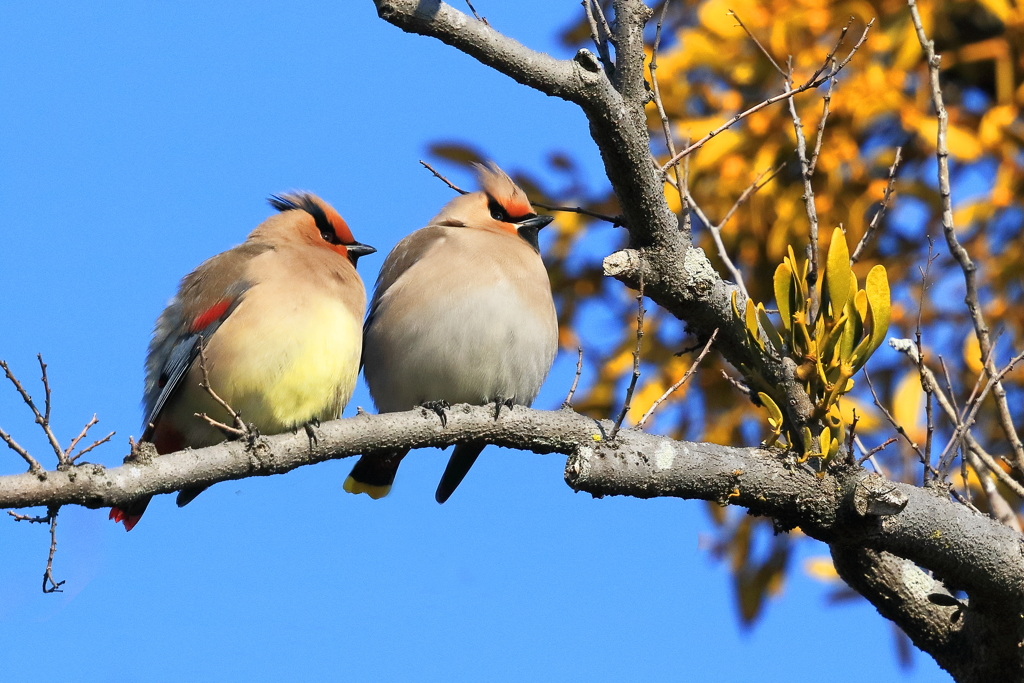 キ(黄)レンジャク 2 20180209