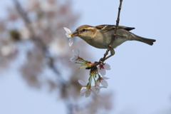 ニュウナイスズメ(雌)　20180329
