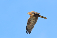 チュウヒ 20181107