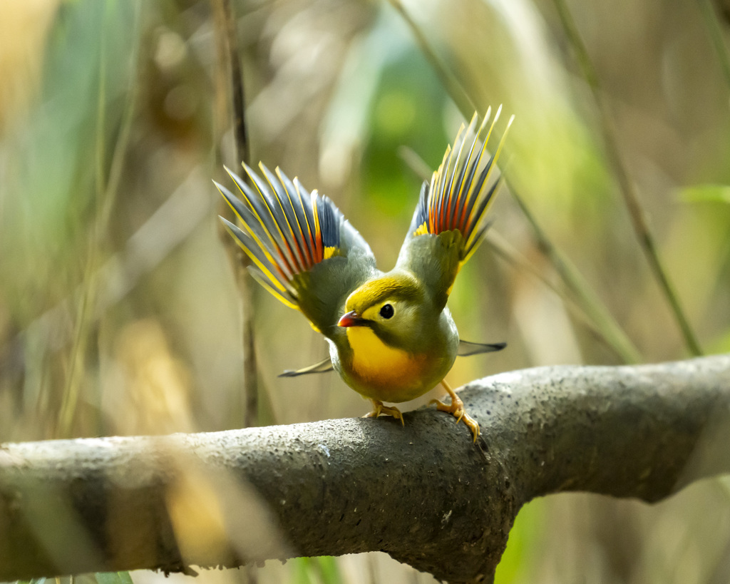 ソウシチョウ- 1  20200220