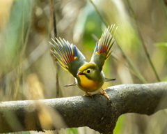 ソウシチョウ- 1  20200220