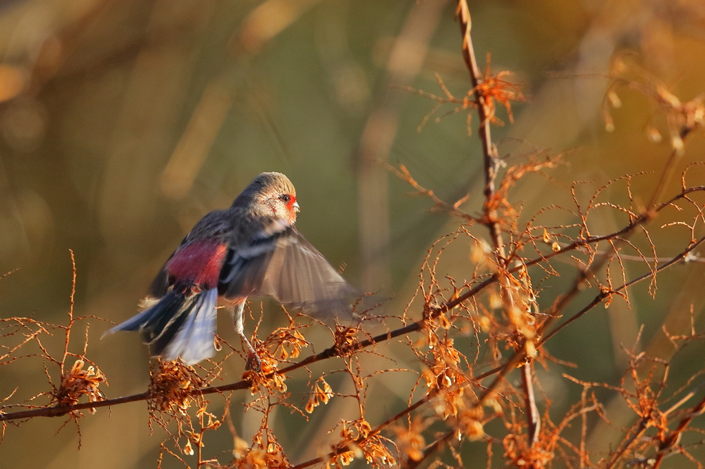 ベニマシコ　20171215