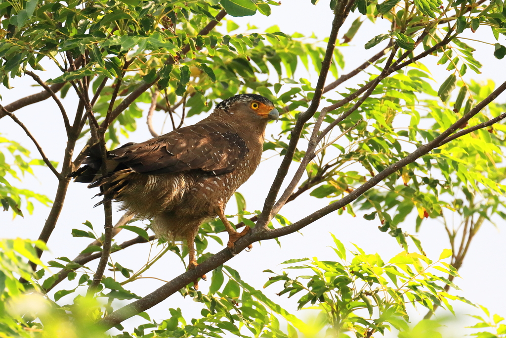 カンムリワシ - 6  20191112