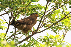 カンムリワシ - 6  20191112