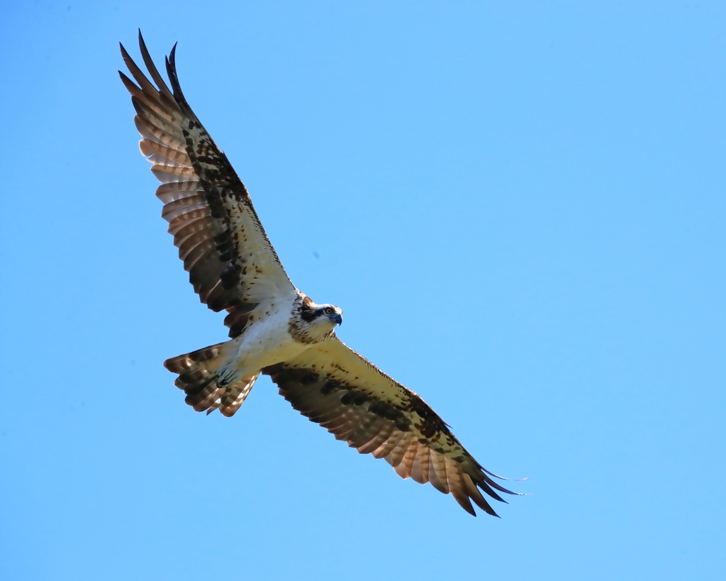 PSPREY - 1  20191015