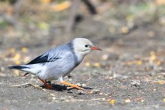 ギンムクドリ 1 20180212