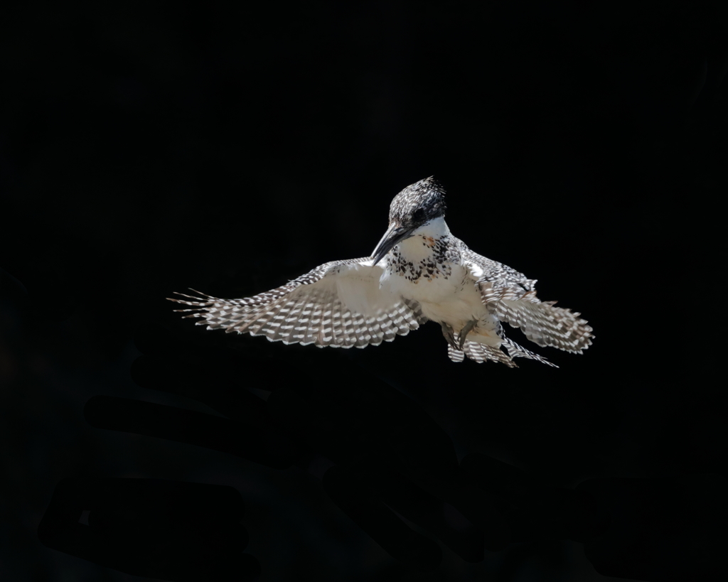 ヤマセミ - 1  20190522