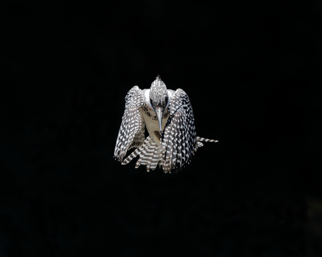 ヤマセミ - 2  20190522