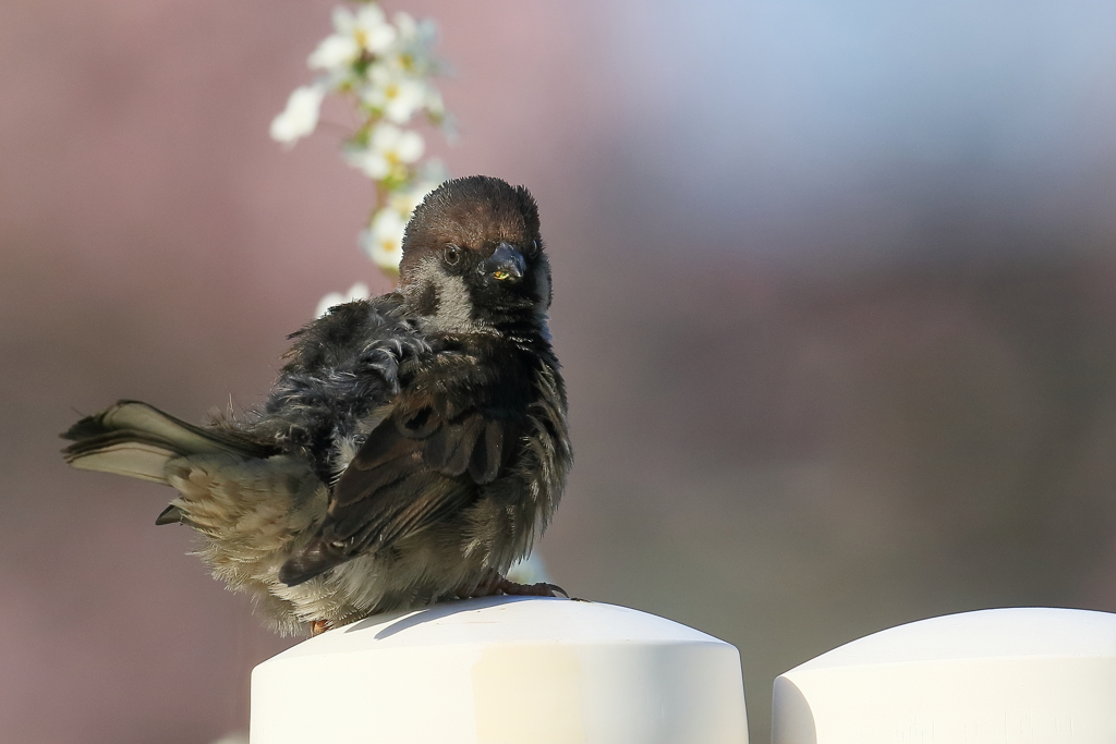 黒スズメ20180330