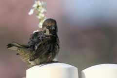 黒スズメ20180330