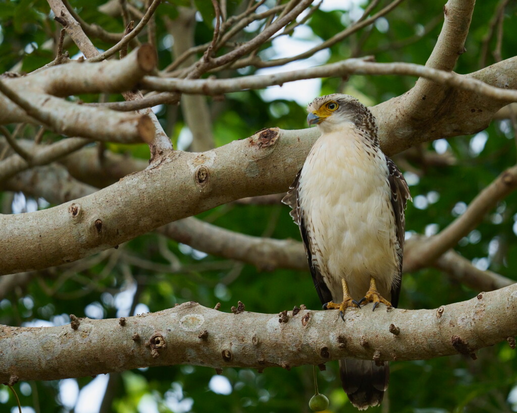 カンムリワシ(幼鳥) - 4  20191212