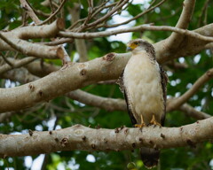 カンムリワシ(幼鳥) - 4  20191212