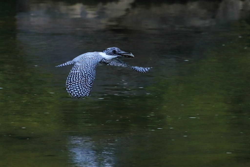 ヤマセミ - 1　20190509