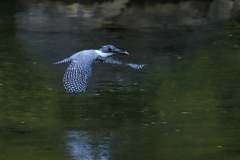 ヤマセミ - 1　20190509